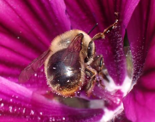 Anthophora furcata